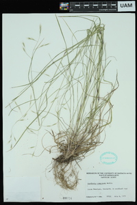 Danthonia compressa image