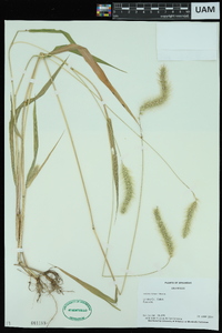 Setaria faberi image