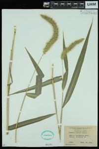 Setaria faberi image