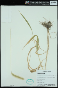 Setaria faberi image