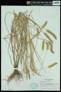 Pennisetum glaucum image