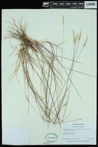 Setaria pumila subsp. pallidefusca image