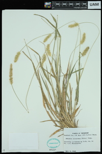 Pennisetum glaucum image