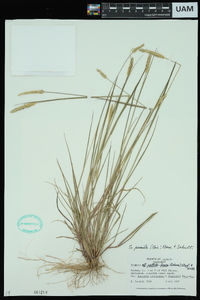 Setaria pumila image