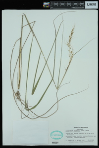 Sorghastrum elliottii image