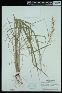 Sorghastrum elliottii image