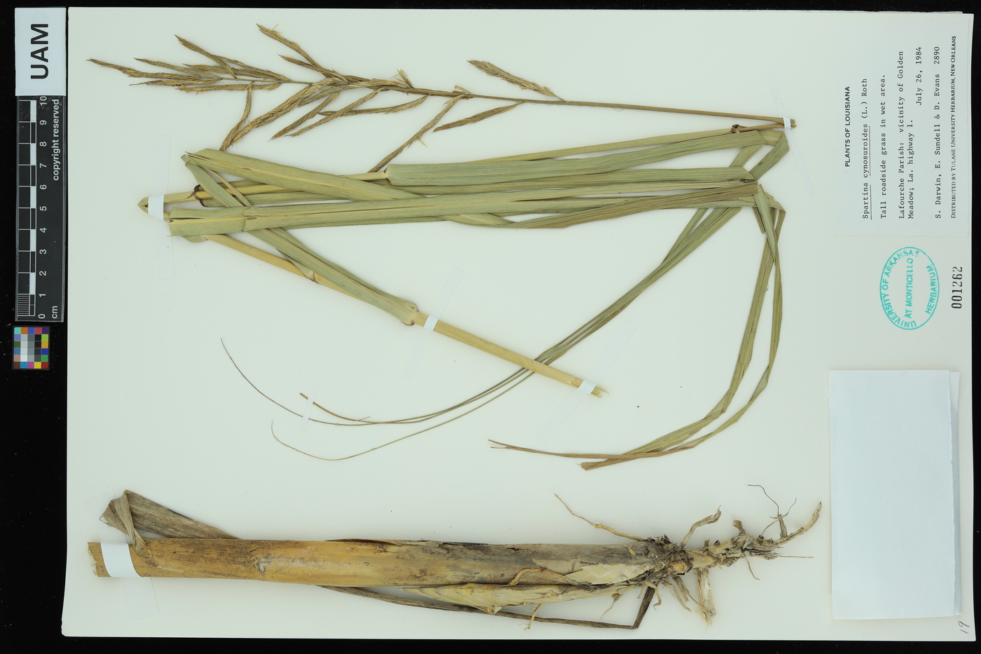 Spartina cynosuroides image