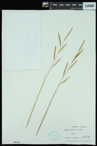 Spartina patens image