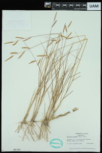 Spartina patens image