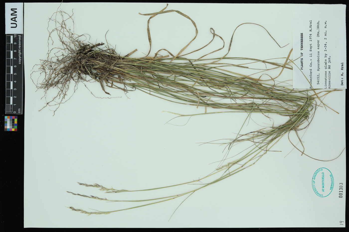 Sporobolus compositus var. compositus image