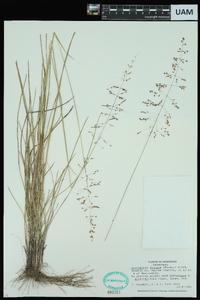 Sporobolus junceus image