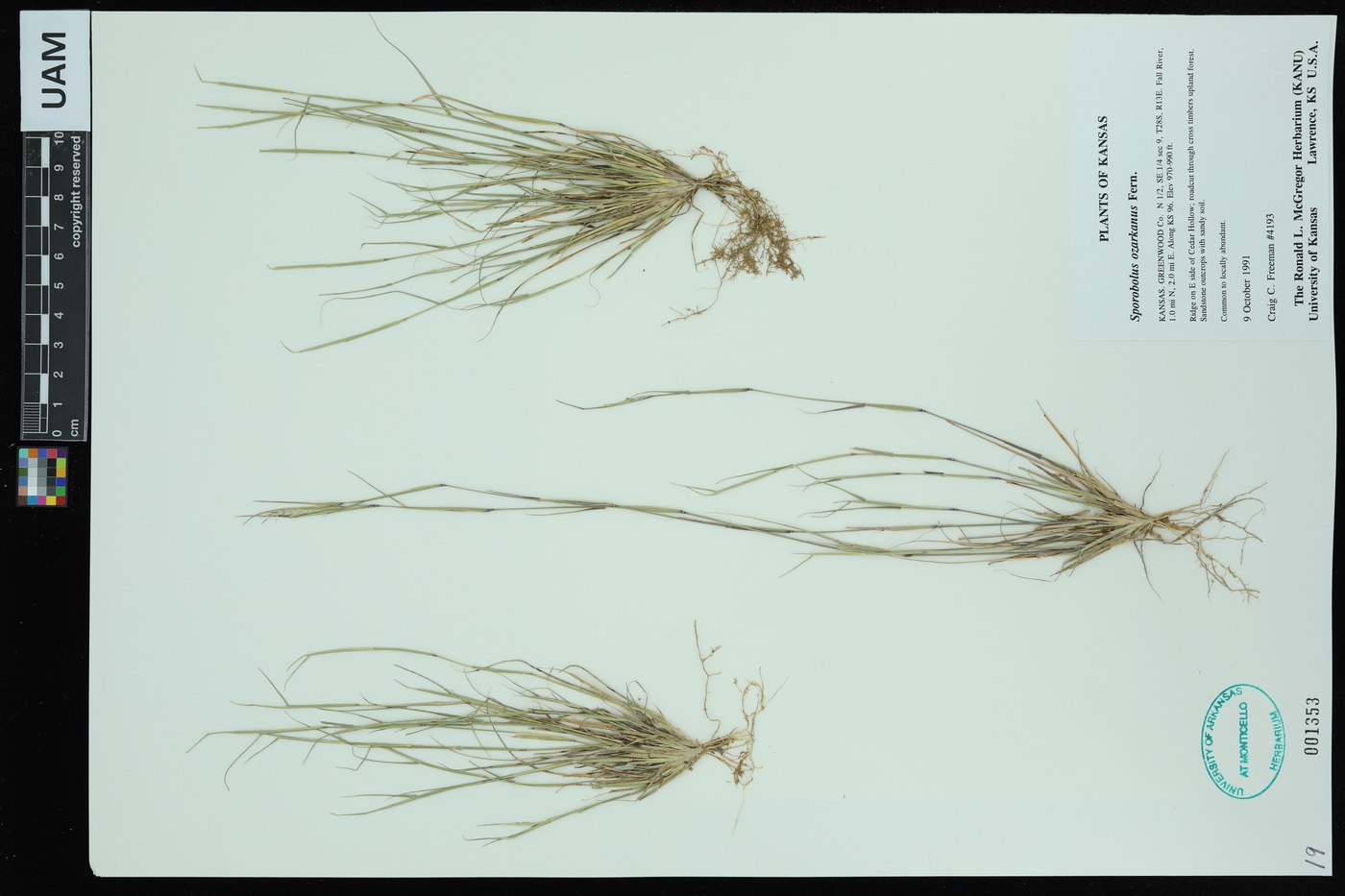 Sporobolus ozarkanus image