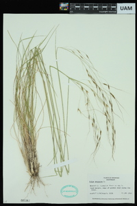 Stipa avenacea image