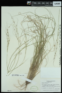 Stipa avenacea image