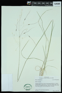 Stipa avenacea image