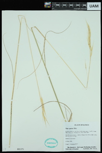 Hesperostipa spartea image