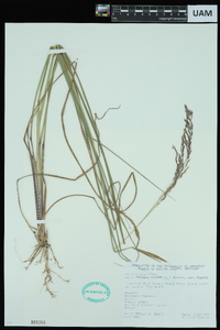 Tridens flavus var. flavus image