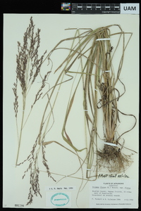 Tridens flavus var. flavus image