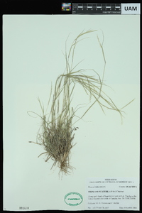 Triplasis purpurea image