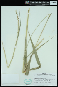 Tripsacum dactyloides image