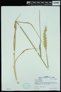 Triticum aestivum image