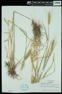 Triticum durum image