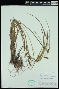 Carex aureolensis image