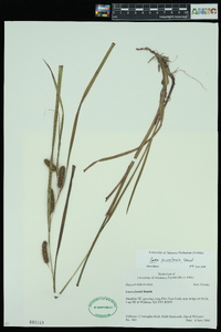 Carex aureolensis image