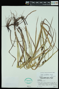 Carex aureolensis image