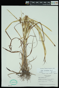 Carex aureolensis image