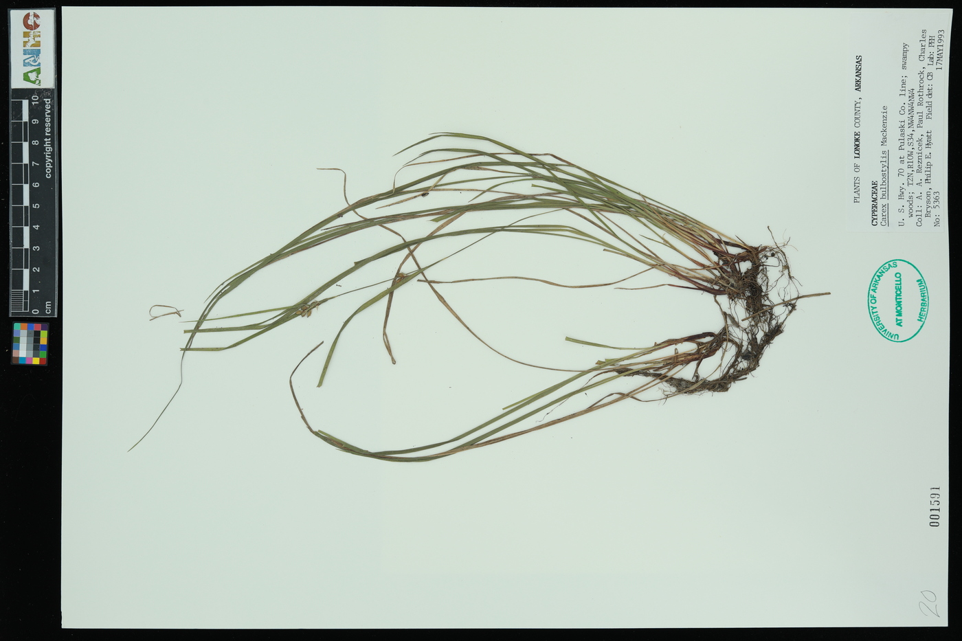 Carex bulbostylis image