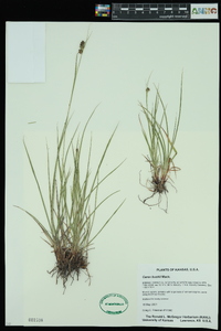 Carex bushii image