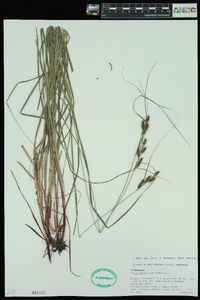 Carex caroliniana image