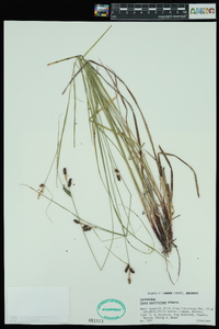 Carex caroliniana image