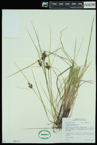 Carex caroliniana image