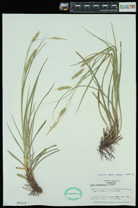 Carex cherokeensis image