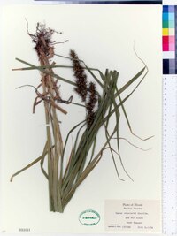 Carex crus-corvi image