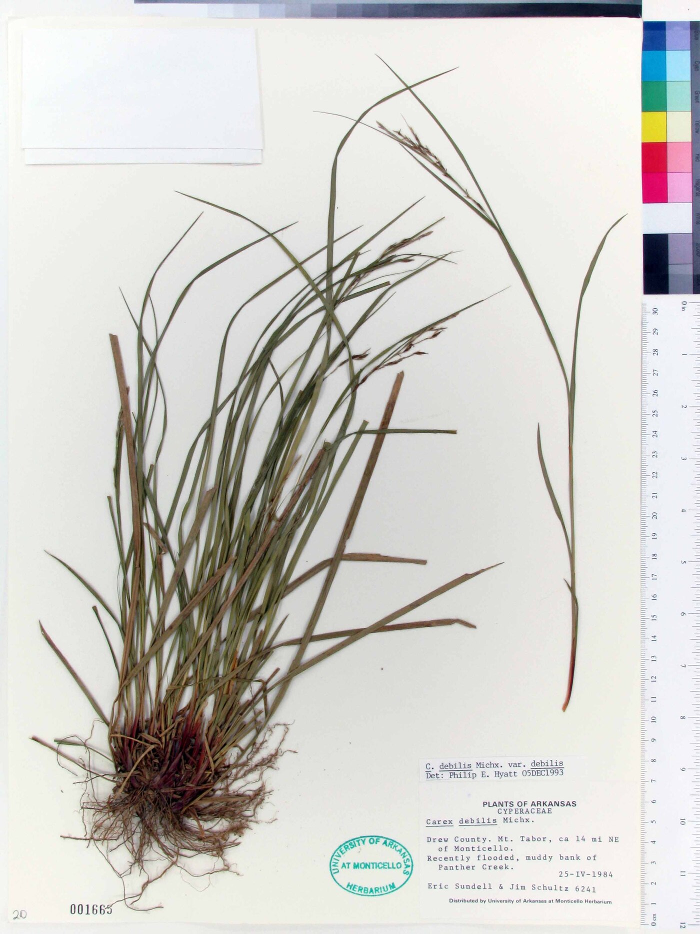 Carex debilis var. debilis image