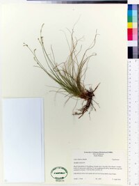 Carex eburnea image