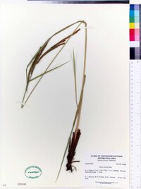 Carex emoryi image