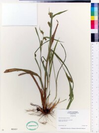 Carex flaccosperma image