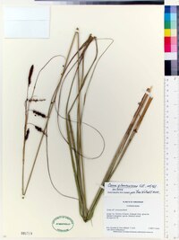 Carex glaucescens image