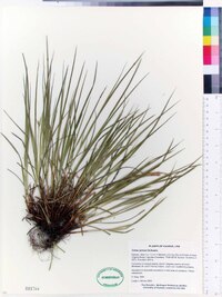 Carex jamesii image