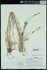 Rhynchospora glomerata image