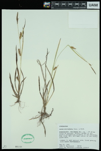 Carex microdonta image