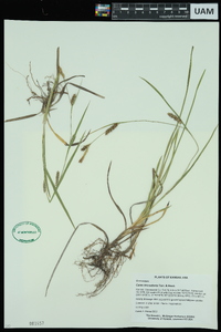 Carex microdonta image