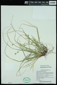 Carex nigromarginata image