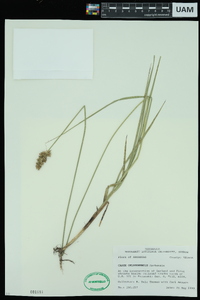 Carex oklahomensis image