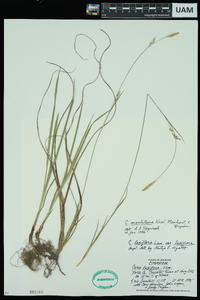 Carex ouachitana image