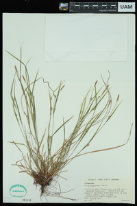 Carex oligocarpa image